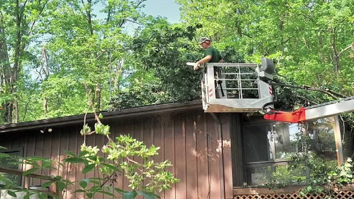 Read more about the article Specialist in Tree Removal Services in Buffalo, NY