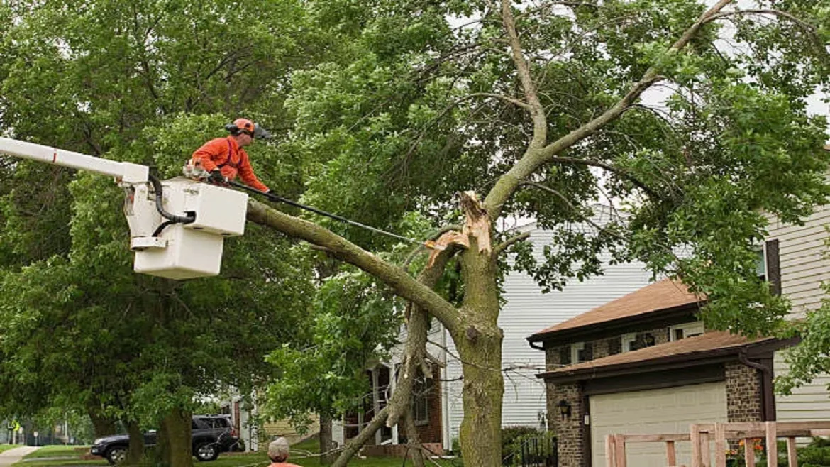 Read more about the article Top-notch Tree Services in Buffalo, NY