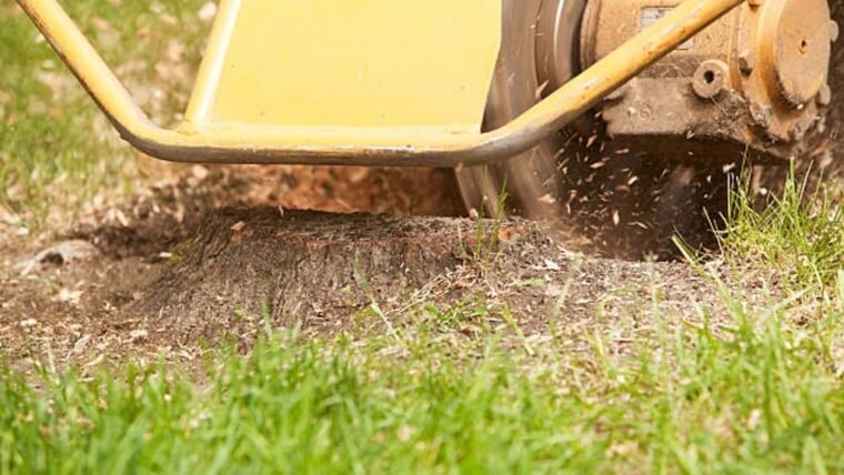 Get rid of the Stumps in your Yard Keep your Landscape Looking Great!