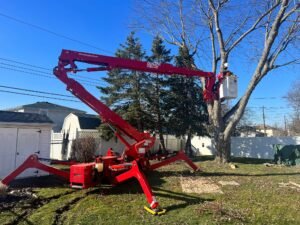Read more about the article Why Choose Branch Specialists Tree Service Buffalo NY for Expert Care in Buffalo, NY