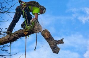 Read more about the article Quick and Affordable Tree Removal Services in Buffalo, NY