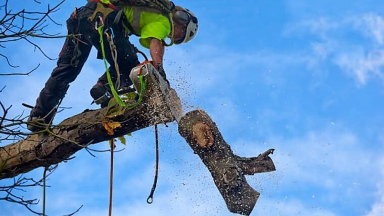 Quick and Affordable Tree Removal Services in Buffalo, NY
