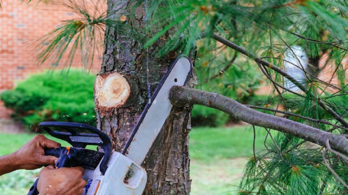Read more about the article Why Hiring a Professional Tree Trimming Service is Essential for the Health and Safety of Your Trees