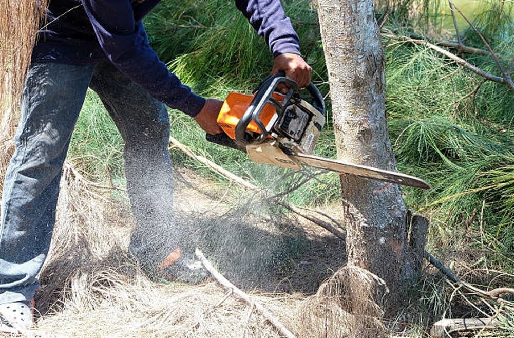 Read more about the article 5 Main Challenges of Tree Removal