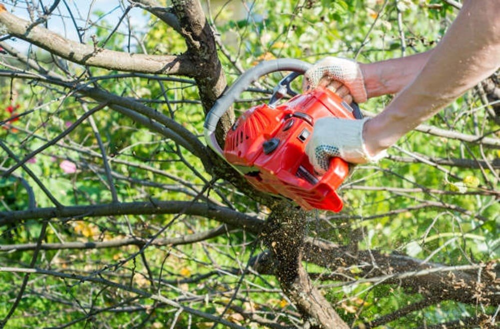 Read more about the article 7 things to Consider when you are Tree Trimming services
