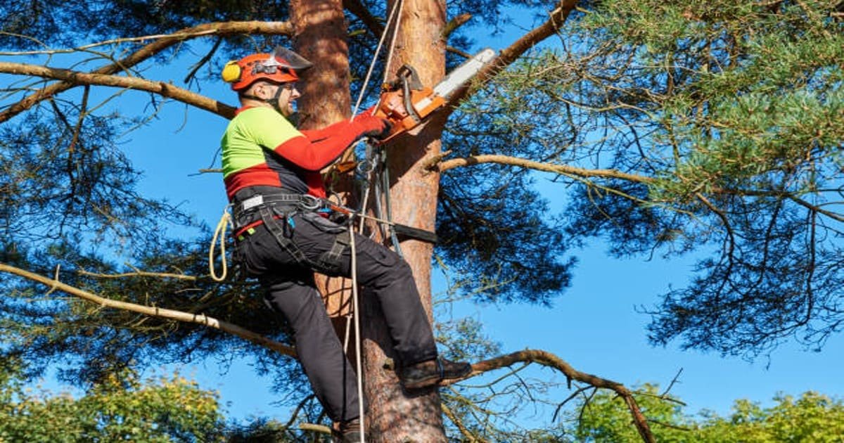 Read more about the article Affordable Tree Services in Buffalo, NY. for all Seasons