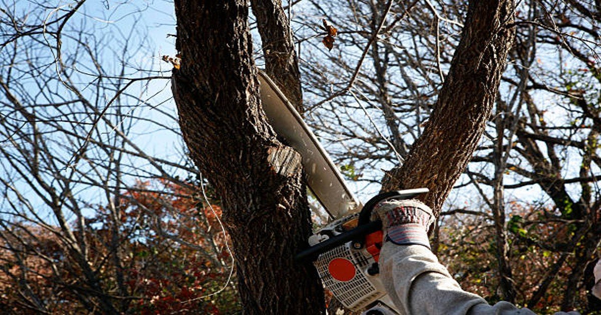 Read more about the article Tree Services in Buffalo, NY. Garden Care and Maintenance in Every Season