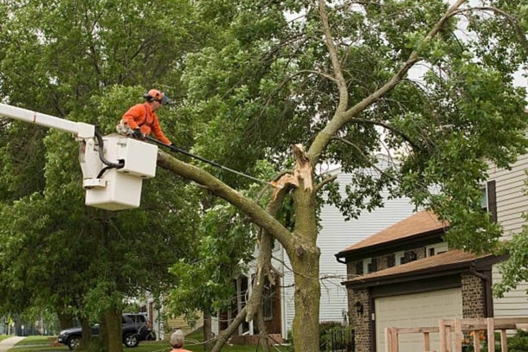 Tree Services Buffalo New York: What Time of Year is Best for Tree Service?
