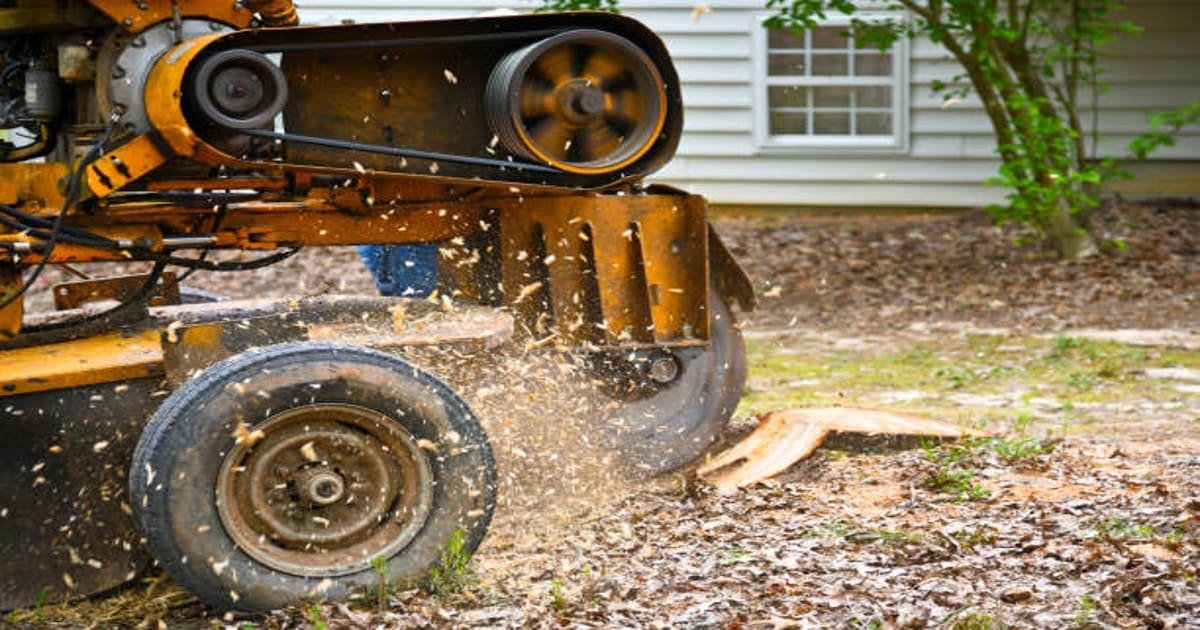 Read more about the article How Should You Deal With Termites On Dead Tree Stumps?
