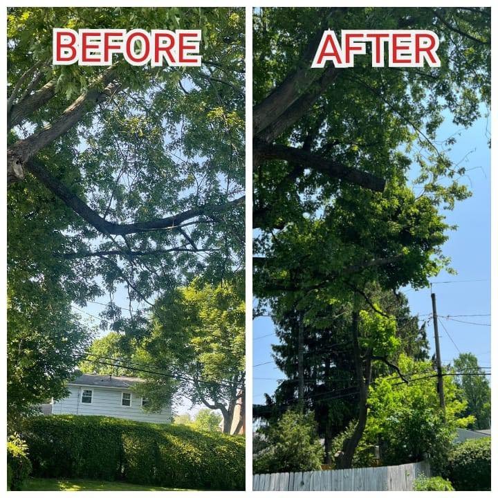 Tree trimming 1