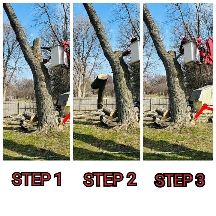 Tree trimming 3
