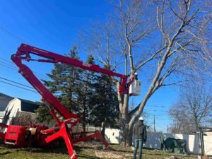 Read more about the article Insured and Affordable Tree Services in Buffalo, NY