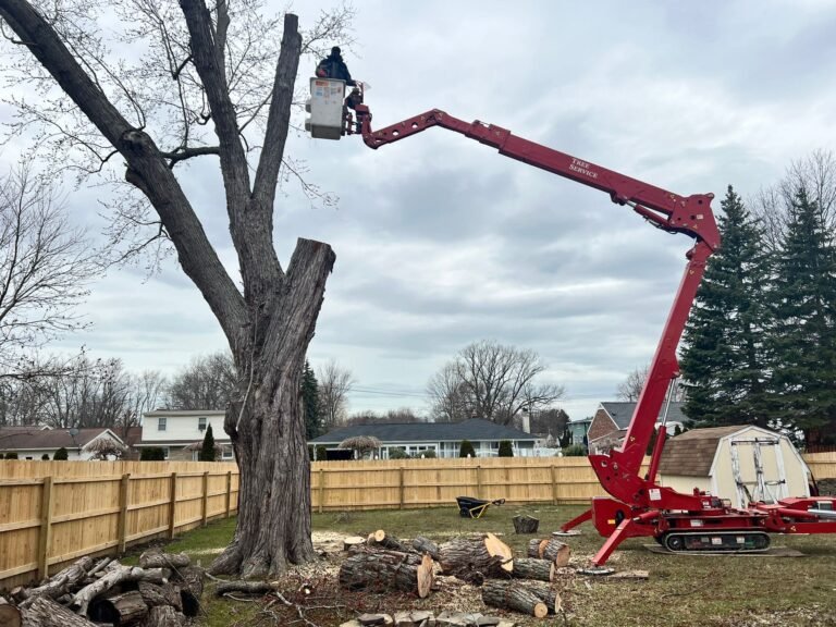 tree removal