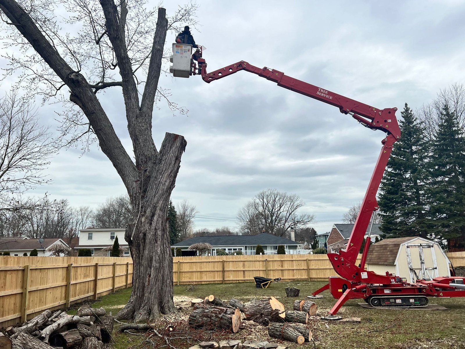 Read more about the article Professional Tree Cutting and Tree Care Services in Buffalo, NY