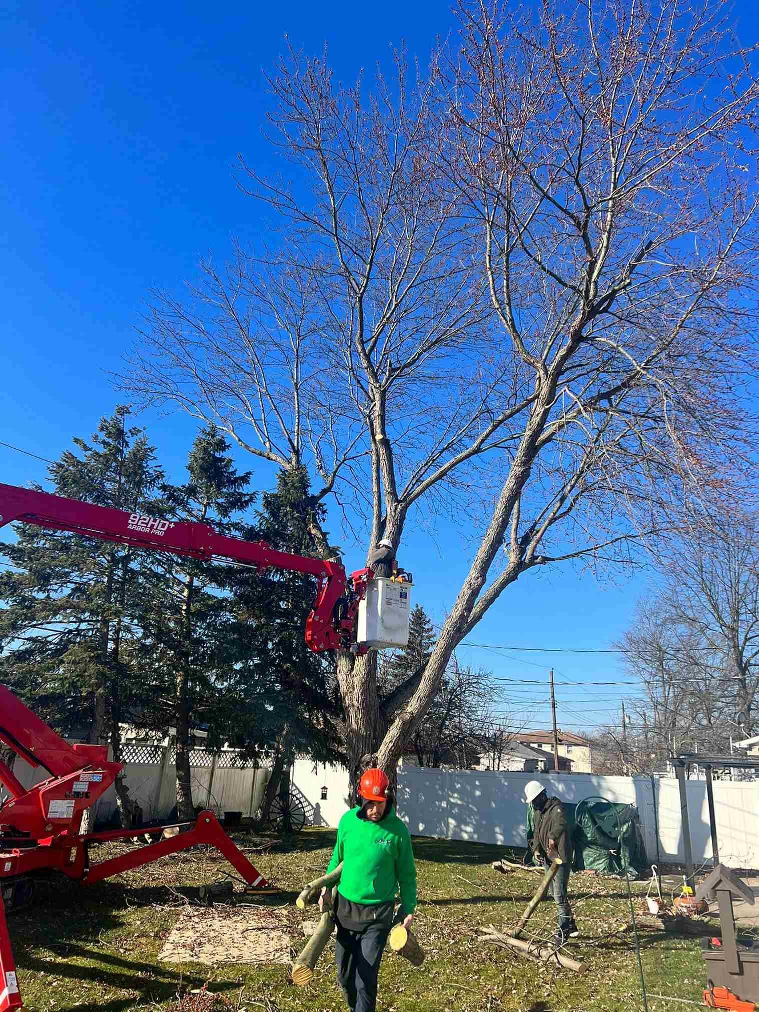 You are currently viewing Tree Removal and Trimming Services in Buffalo, NY