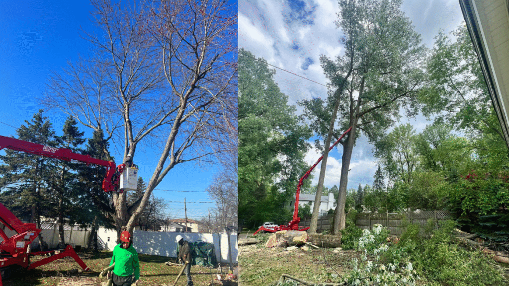 Tree Cutting Buffalo NY: Should You Cut Lower Branches Off a Tree? Get ...