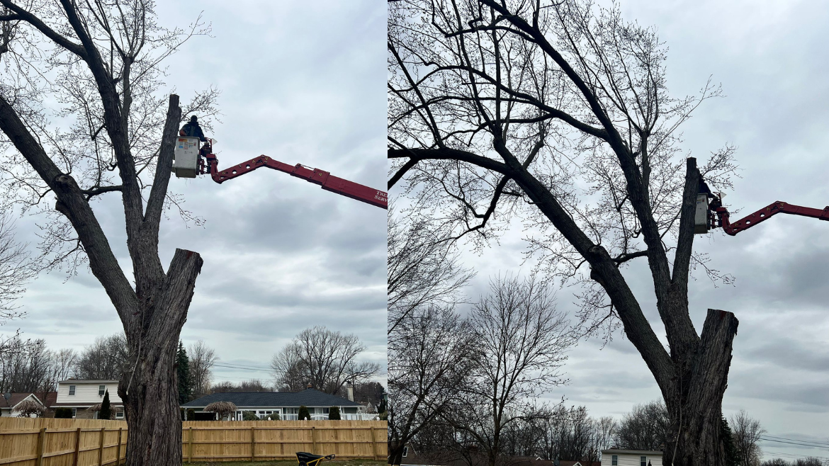 Read more about the article Tree Trimming Service Buffalo NY: Is It Ok to Trim Trees in the Spring? Get FREE QUOTE on First Call