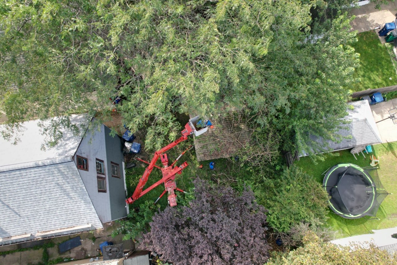 Read more about the article Hiring Professional Tree Service in Buffalo? Look Out for these 6 Essential Points