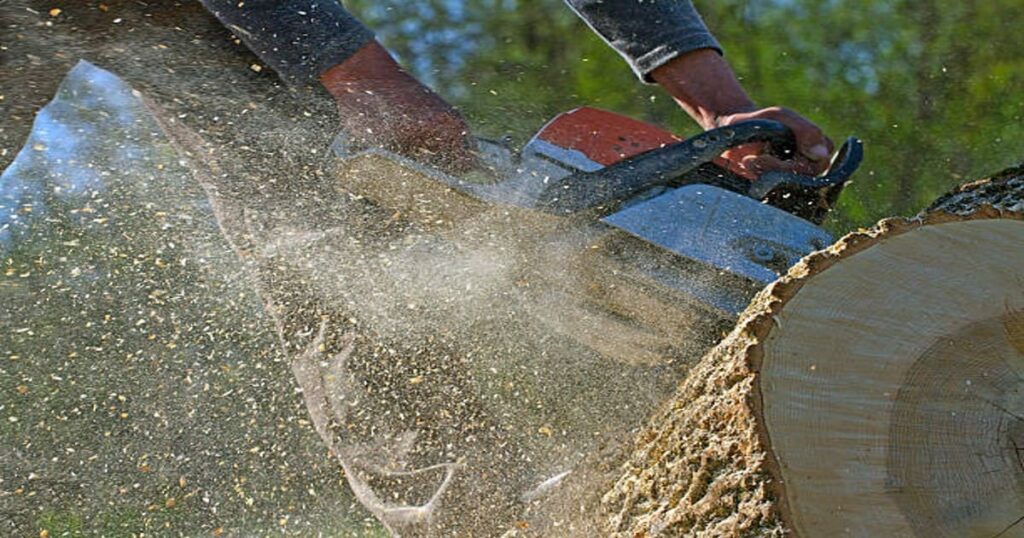 Tree Removal Cost in Buffalo New York: How Much does It Cost to Take ...