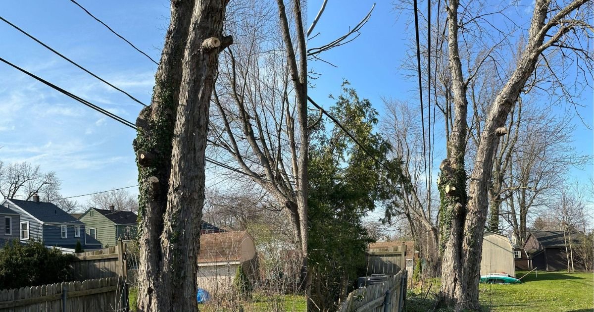 Read more about the article Tree Service Buffalo NY: Why do you need tree care services?