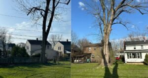 Read more about the article Tree Removal Cost Buffalo NY: Facts That Affect the Costing