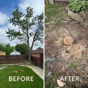 Read more about the article Tree Cutting Service Buffalo NY: How Much does It Cost to Cut a Tree in NY?