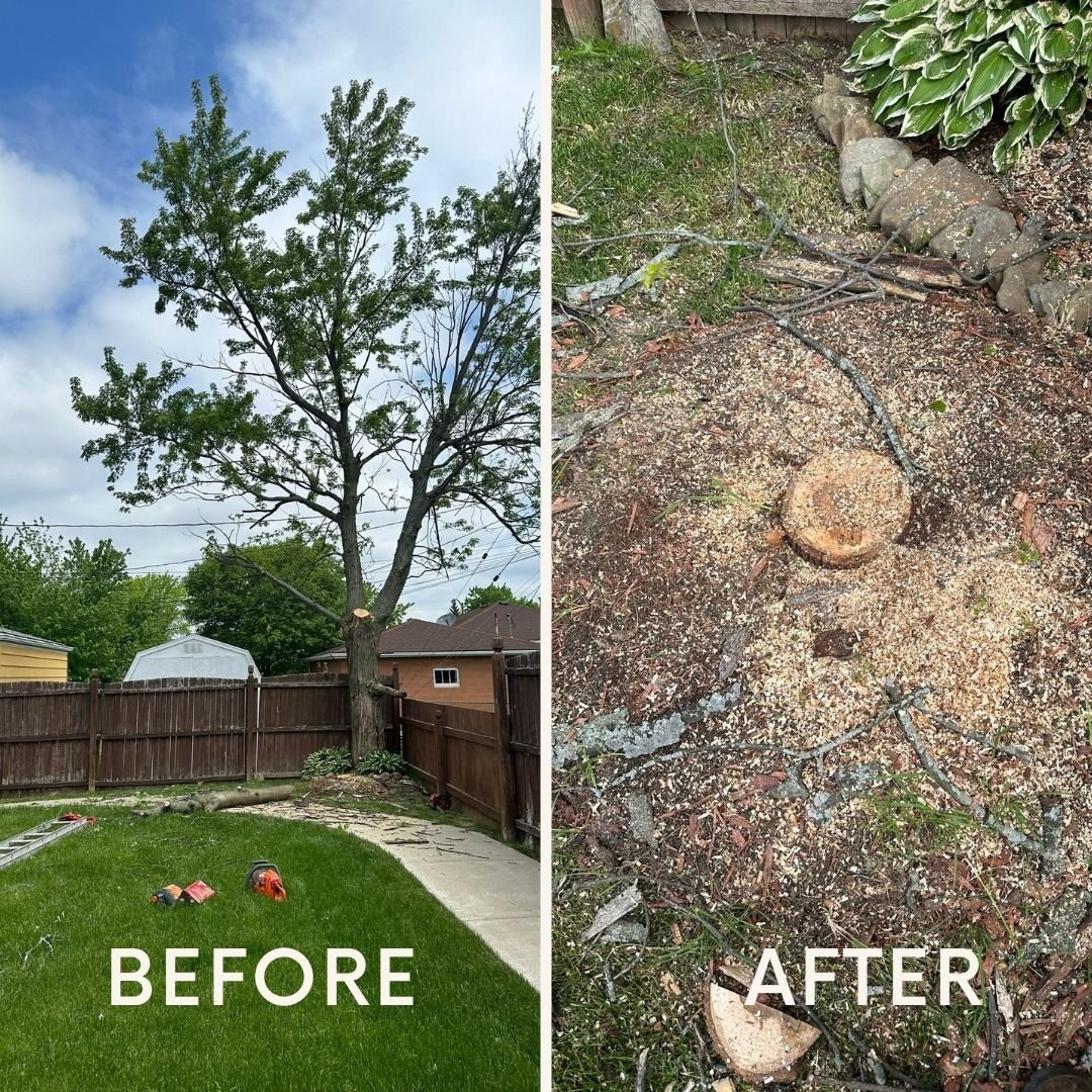 Read more about the article Tree Services Buffalo NY: How Much does It Cost to Cut a Tree in NY?