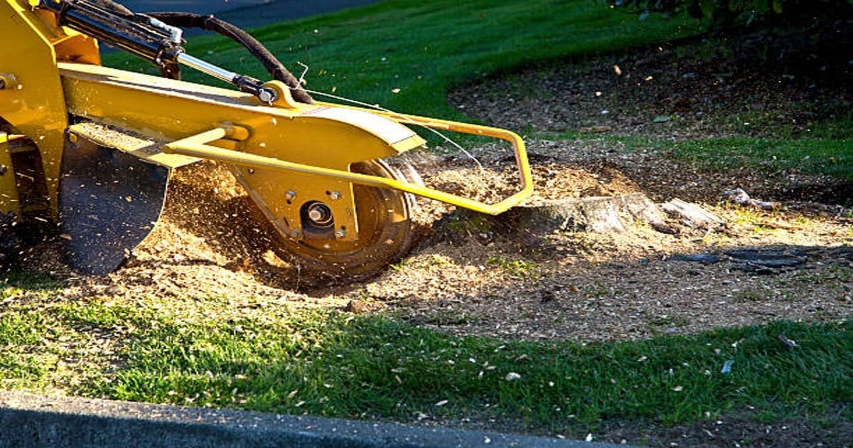 Read more about the article Benefits of Professional Stump Removal in Depew NY