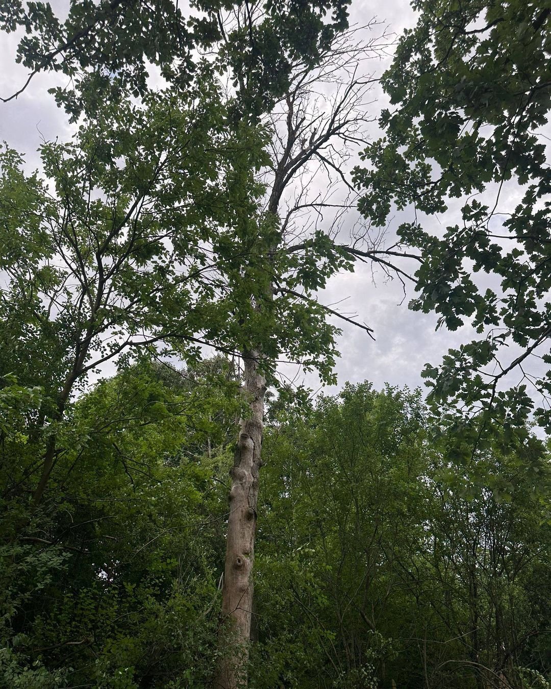 Read more about the article See the Difference: Top-Notch Tree Service in Williamsville, NY! 🌟🌳