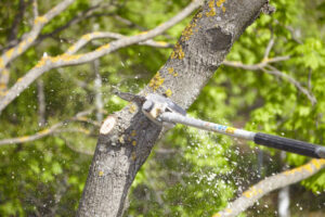 tree cutting services