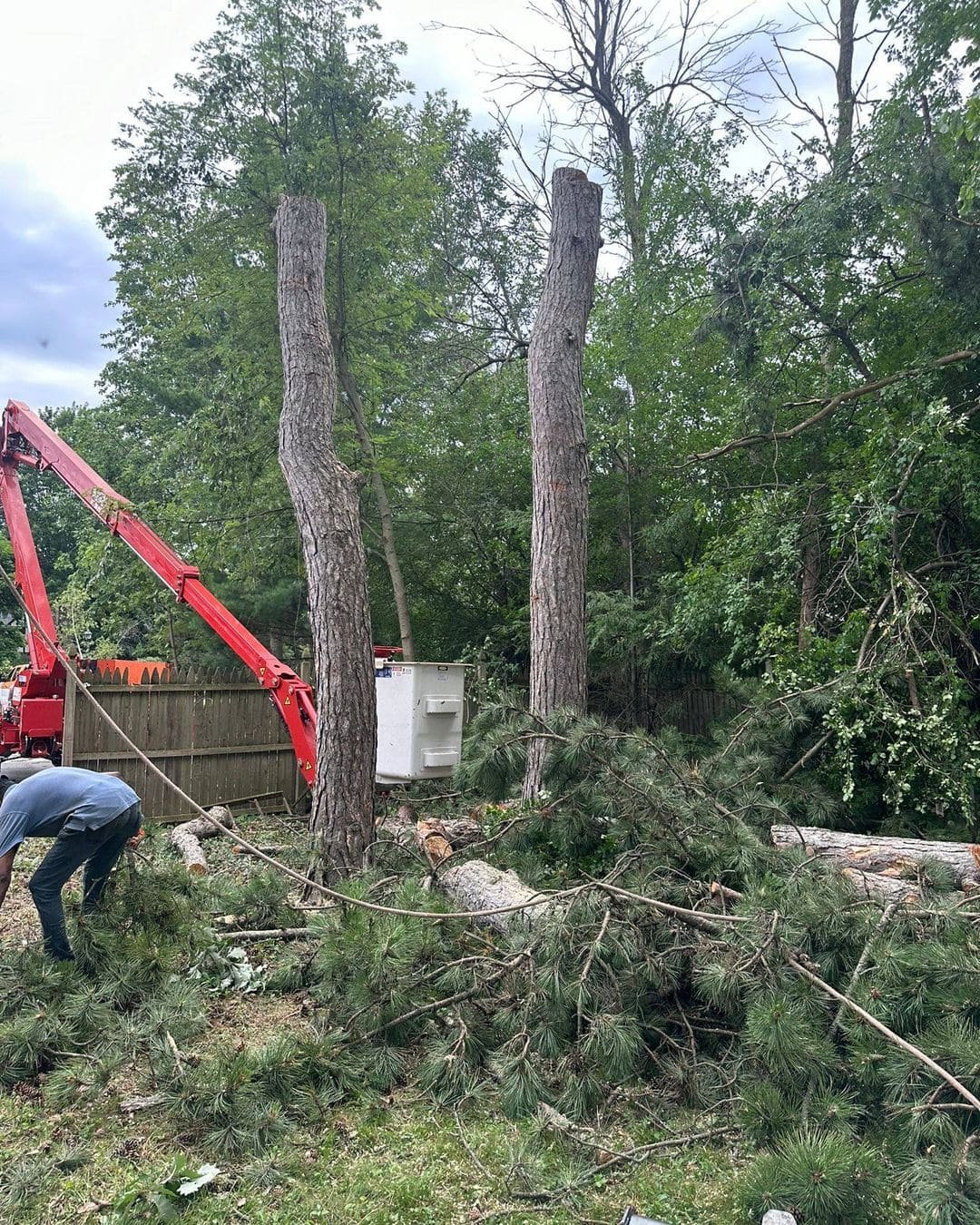 Read more about the article How to Safely and Efficiently Remove Trees in Orchard Park NY