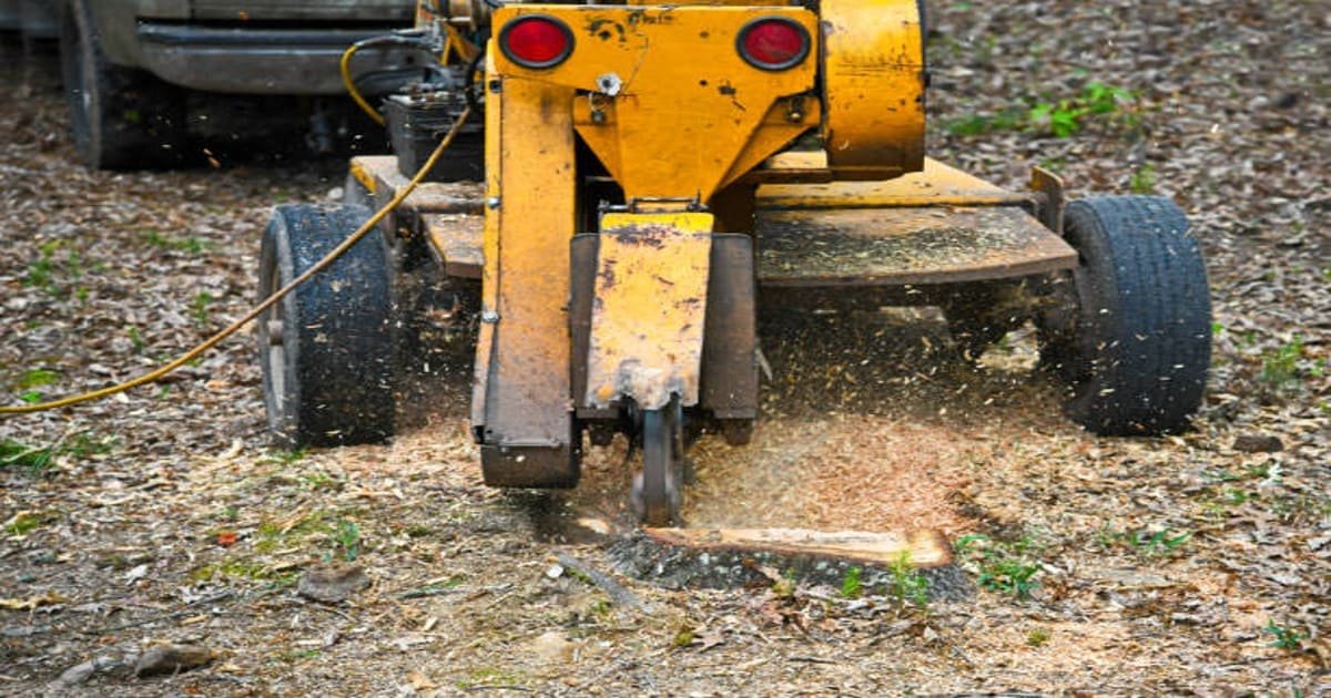 You are currently viewing Stump Grinding Kenmore NY: Why You Shouldn’t Leave a Tree Stump in the Ground?