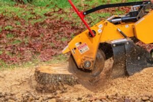 Read more about the article 5 Reasons to Take Advantage of Our Free Stump Grinding Offer Today!