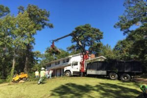 Read more about the article Top 5 Reasons Seniors Should Consider Tree Removal This Season