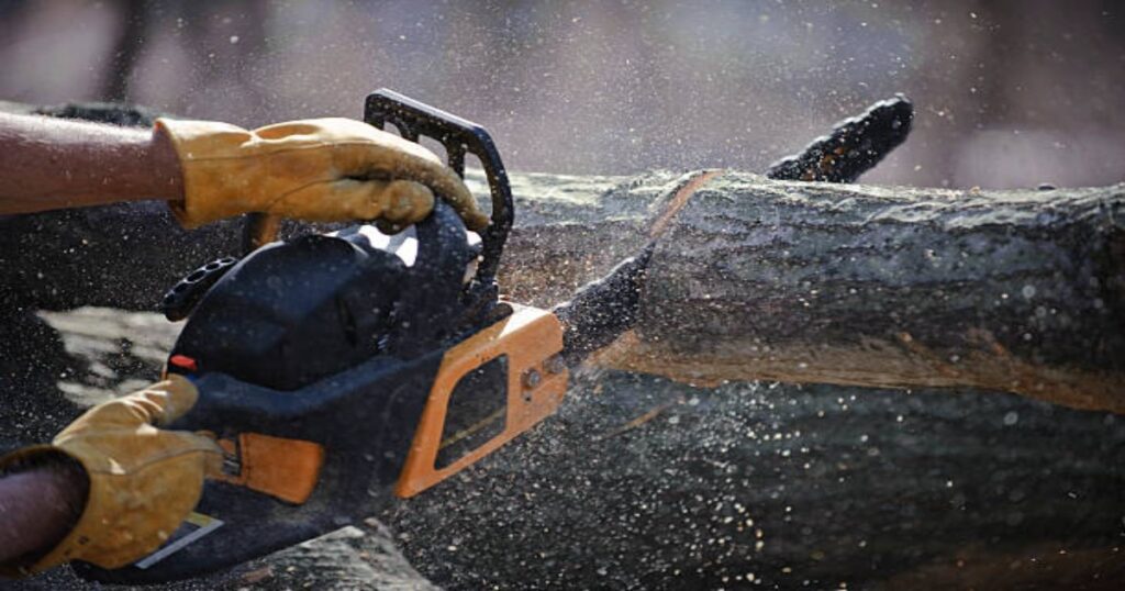 Top Tips for Choosing the Right Tree Cutting Service in Buffalo, NY ...