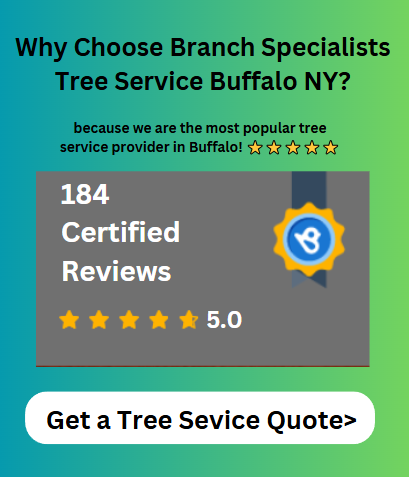 https://birdeye.com/branch-specialists-tree-service-buffalo-ny-173960146491205