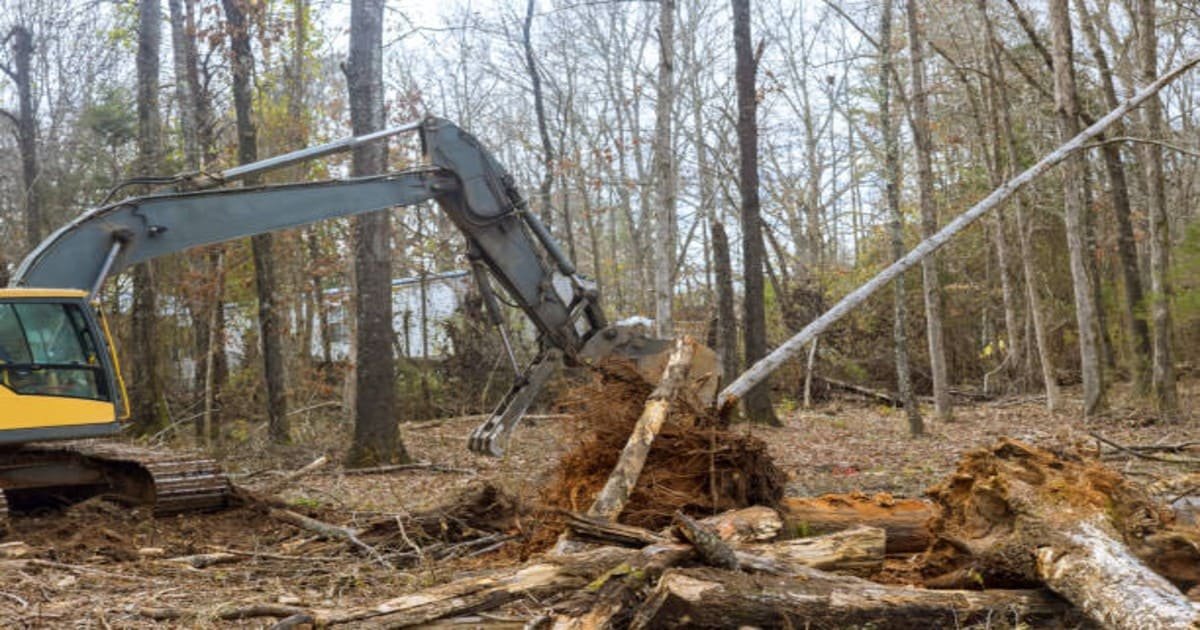 Read more about the article How Much Does Professional Tree Removal Really Cost?