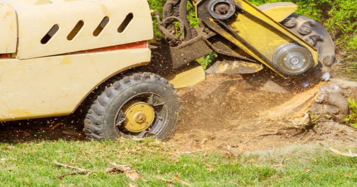 Read more about the article Why You Should Never Leave a Tree Stump in Your Yard