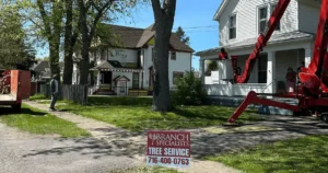 All You Need to Know About Tree Services in Buffalo, NY