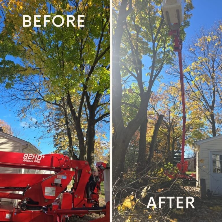 tree service