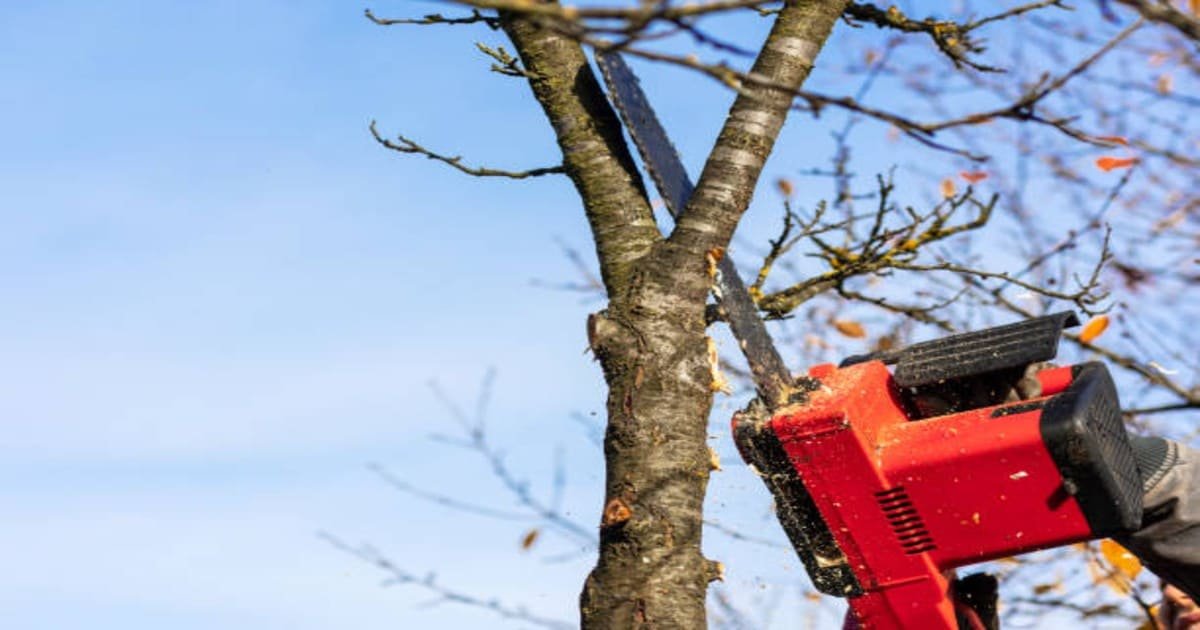 Read more about the article When Is the Best Time to Trim Trees? A Seasonal Guide for Homeowners