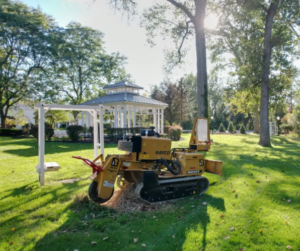 Read more about the article The Importance of Stump Grinding in Clarence NY For A Healthy and Thriving Yard