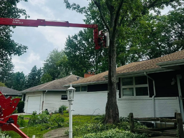 Top Benefits of Regular Tree Trimming for Your Clarence, NY Property