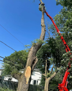 Read more about the article Top 5 Benefits of Hiring Professional Tree Services in Buffalo