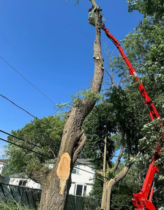 Top Benefits of Regular Tree Trimming for Your Clarence, NY Property