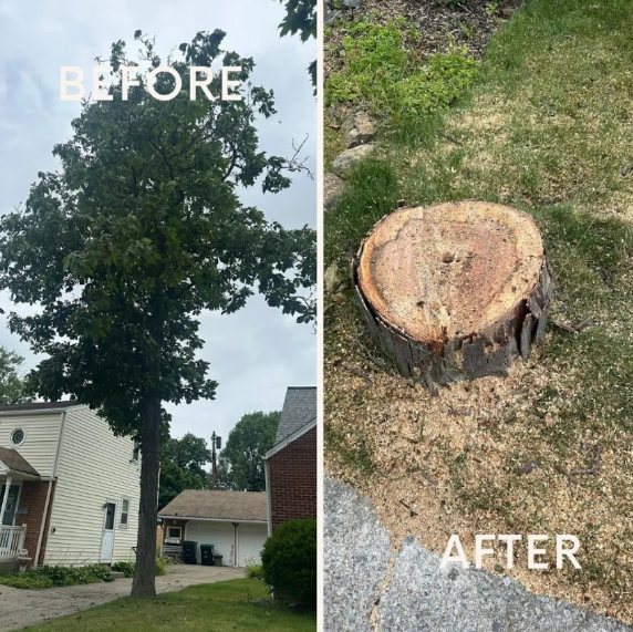 5 Signs It’s Time to Call a Tree Service in Clarence, NY