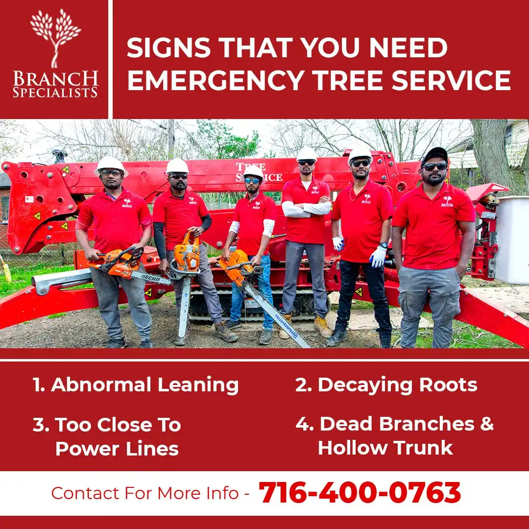 Emergency Tree Service 3 Branch-Specialists-Tree-Service-Buffalo-NY-1-ezgif.com-jpg-to-webp-converter