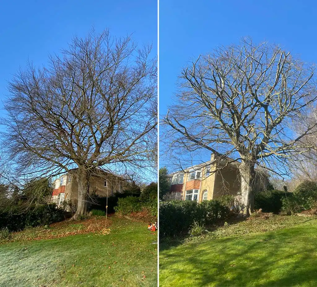 Tree Crown Reduction 2 Crown Reduction