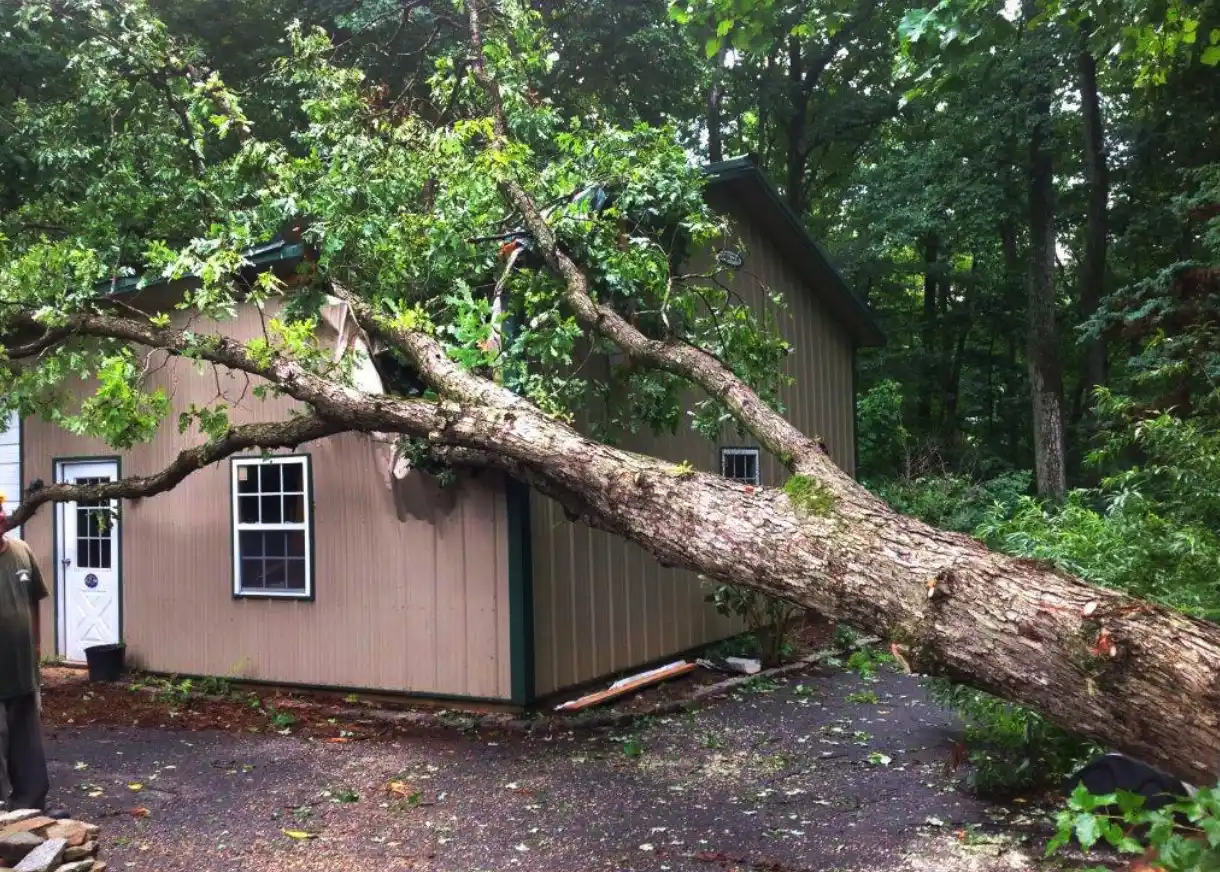 Emergency Tree Service 8 Emergency Tree Servicer