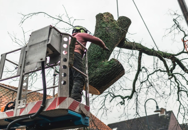 Blasdell, NY 2 EmergencyTreeServices